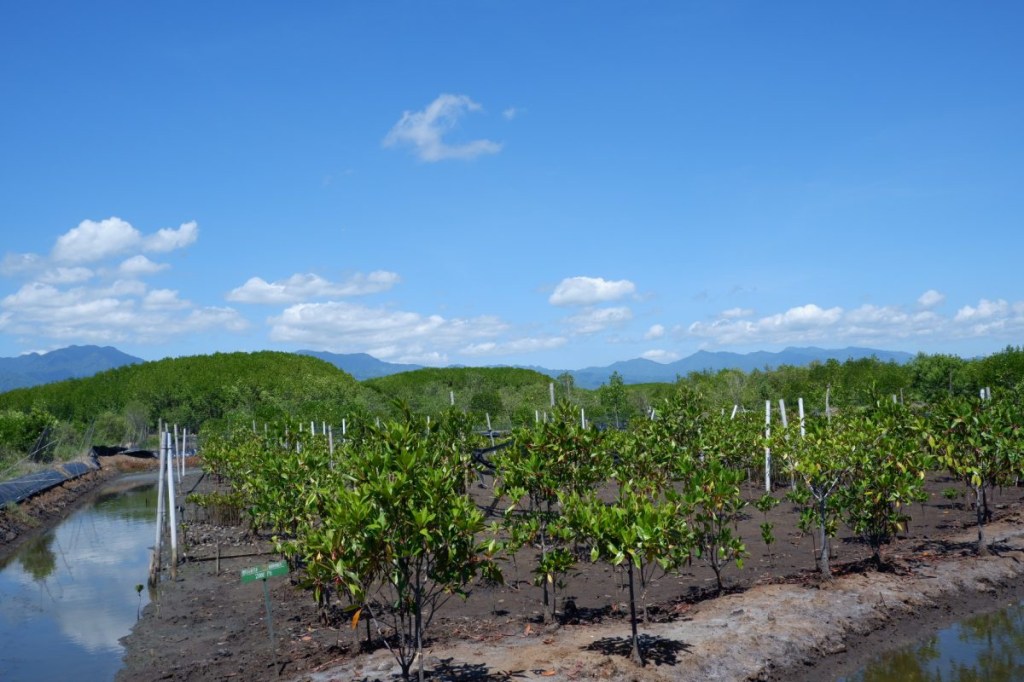 Community Involvement and Nature-Based Solutions To Protect Thai Coast