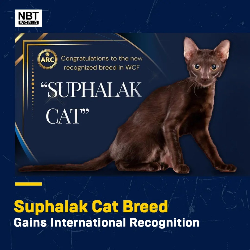 Suphalak, Thai Ancient Cat Breed Gains International Recognition